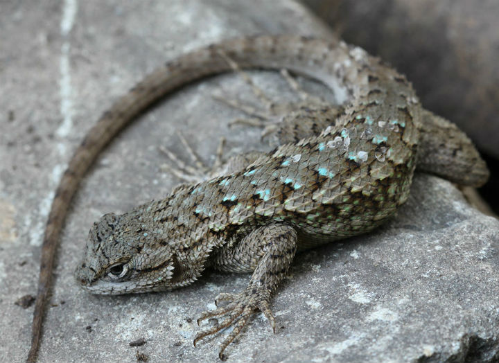Fence Lizard